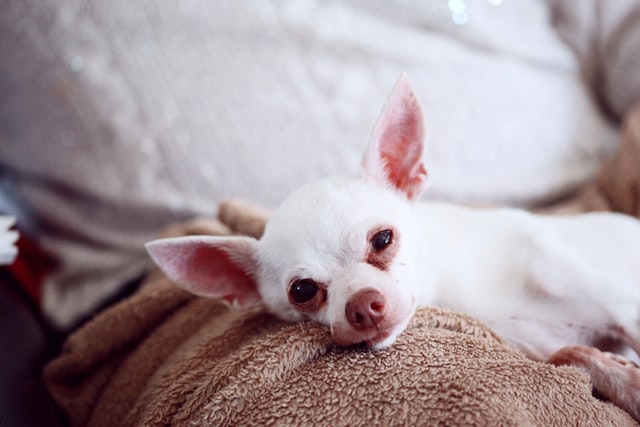 sharon-mccutcheon-_hE3S-c7r7U-unsplash
